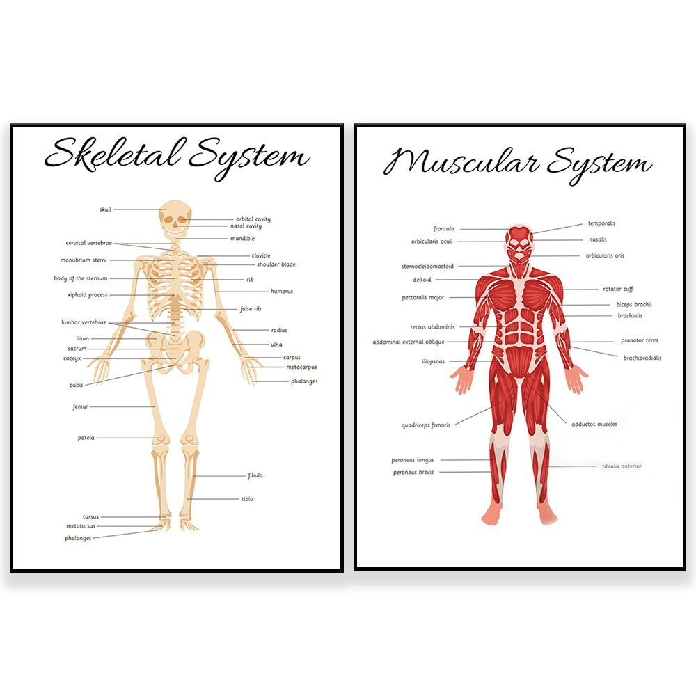 Kids Education System - SISTEMA SKELETAL • Póster educativo de